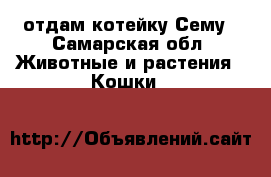 отдам котейку Сему - Самарская обл. Животные и растения » Кошки   
